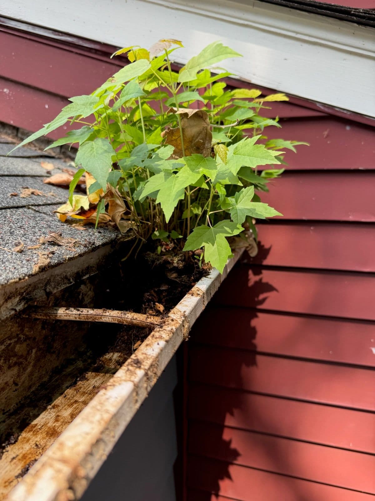 Gutter Cleaning Magic for a Clean and Safe Home image